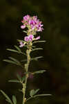 Tall lespedeza